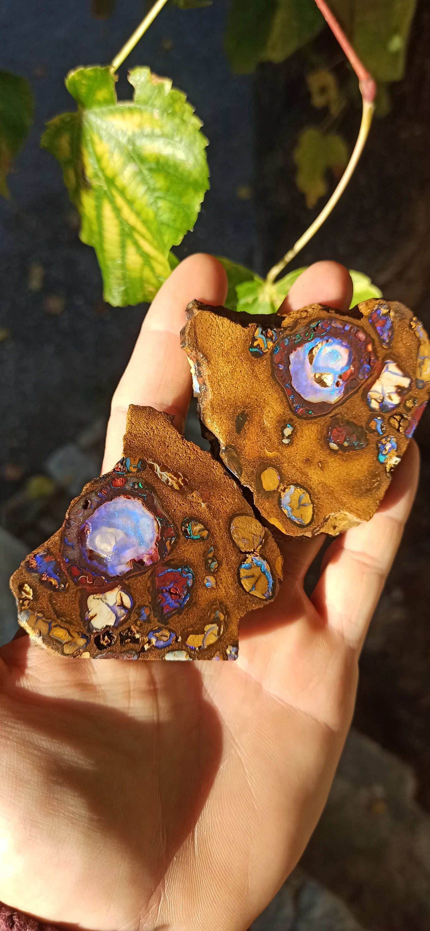 Collector Boulder Opal Split • Koroit 🇦🇺