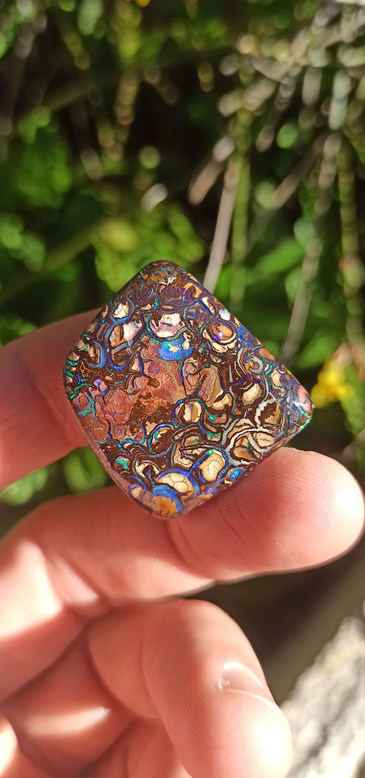 Collector Grade Yowah Nut Opal
