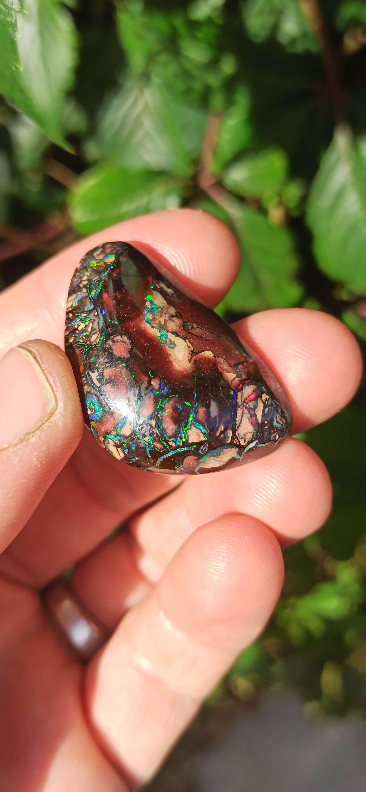 Collector Grade Yowah Nut Opal