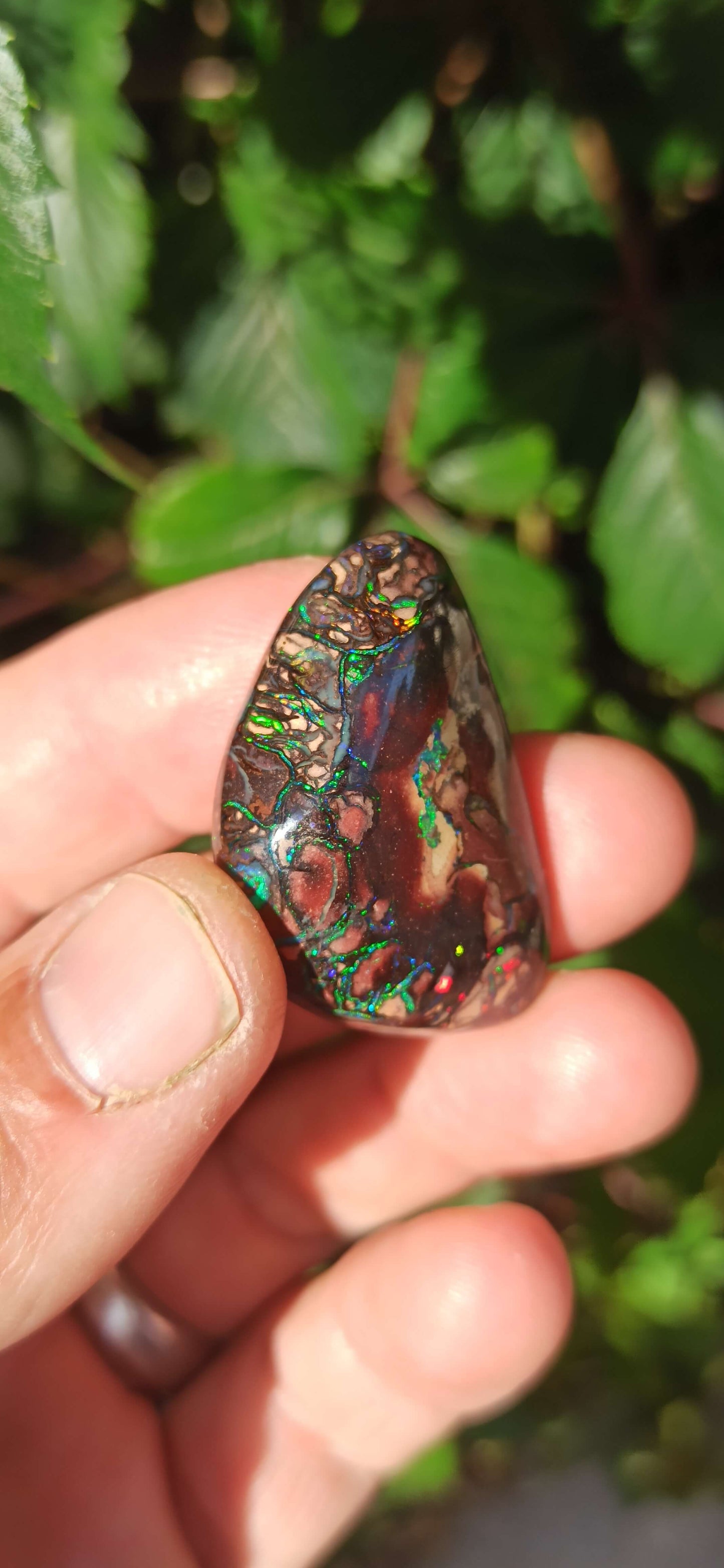 Collector Grade Yowah Nut Opal