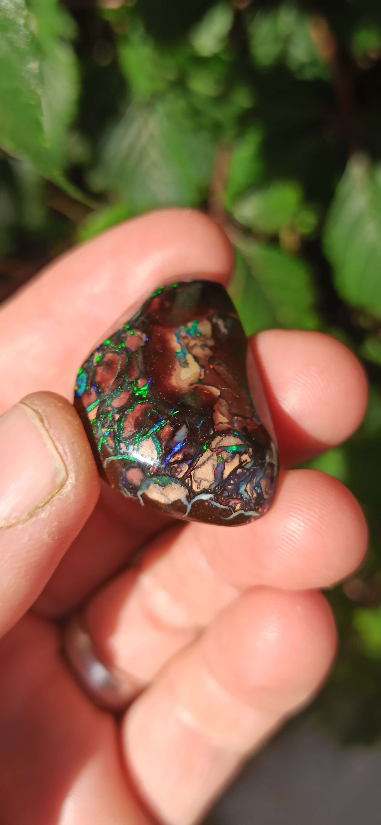 Collector Grade Yowah Nut Opal