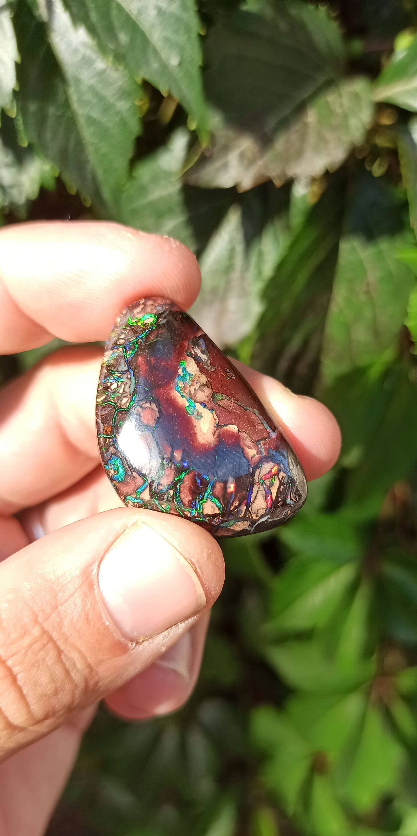 Collector Grade Yowah Nut Opal