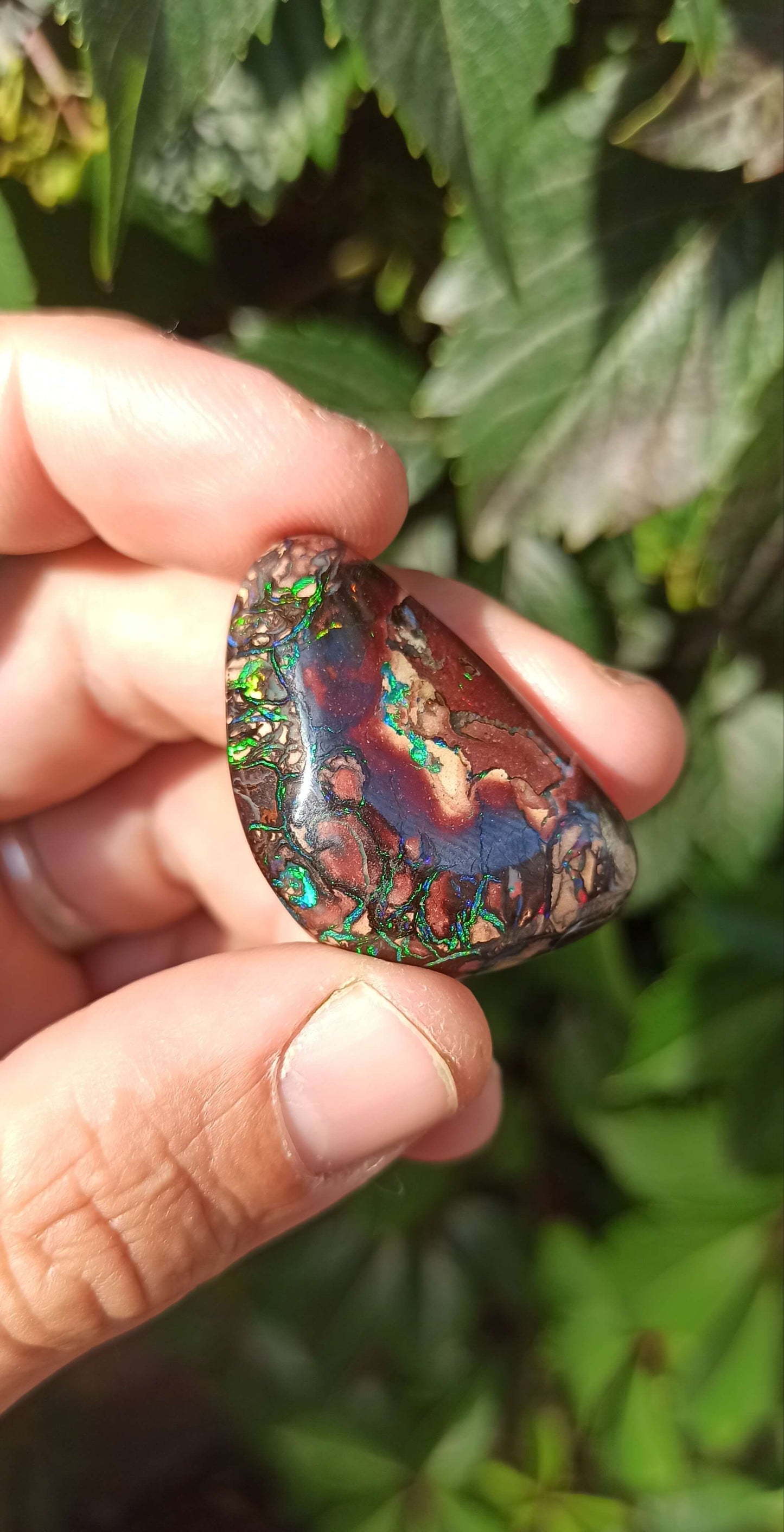 Collector Grade Yowah Nut Opal
