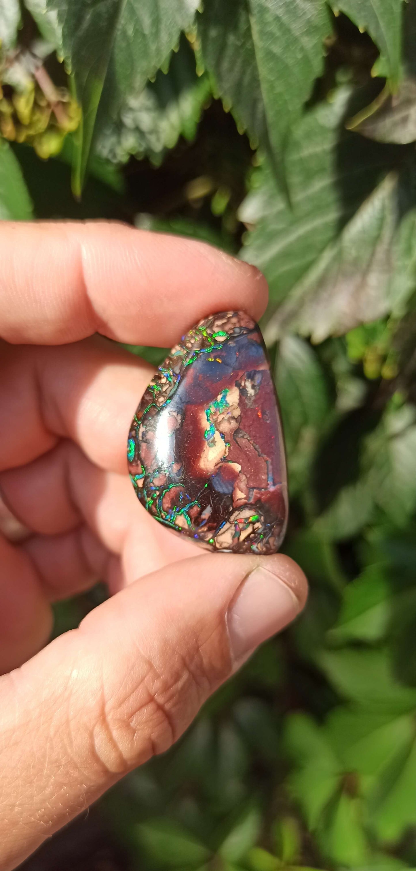 Collector Grade Yowah Nut Opal
