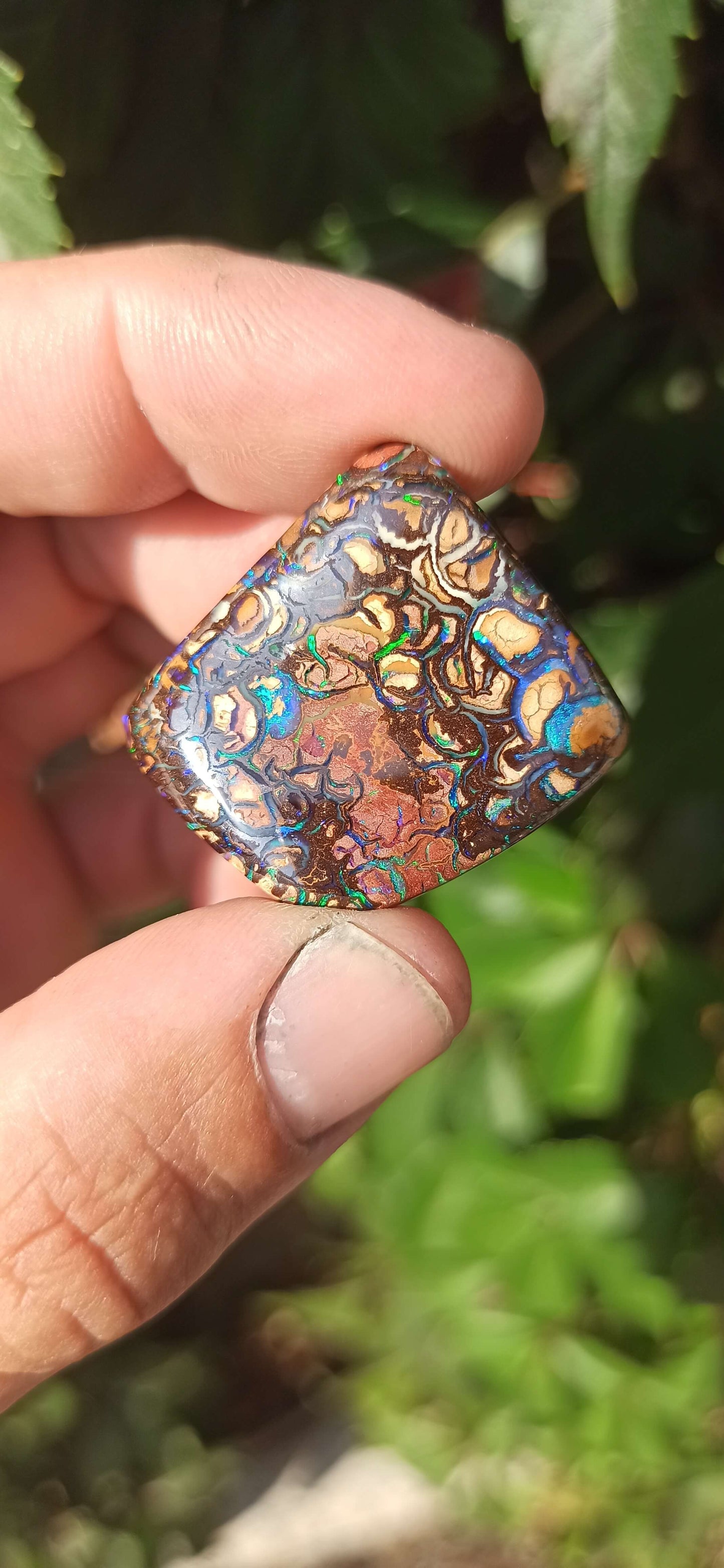 Collector Grade Yowah Nut Opal