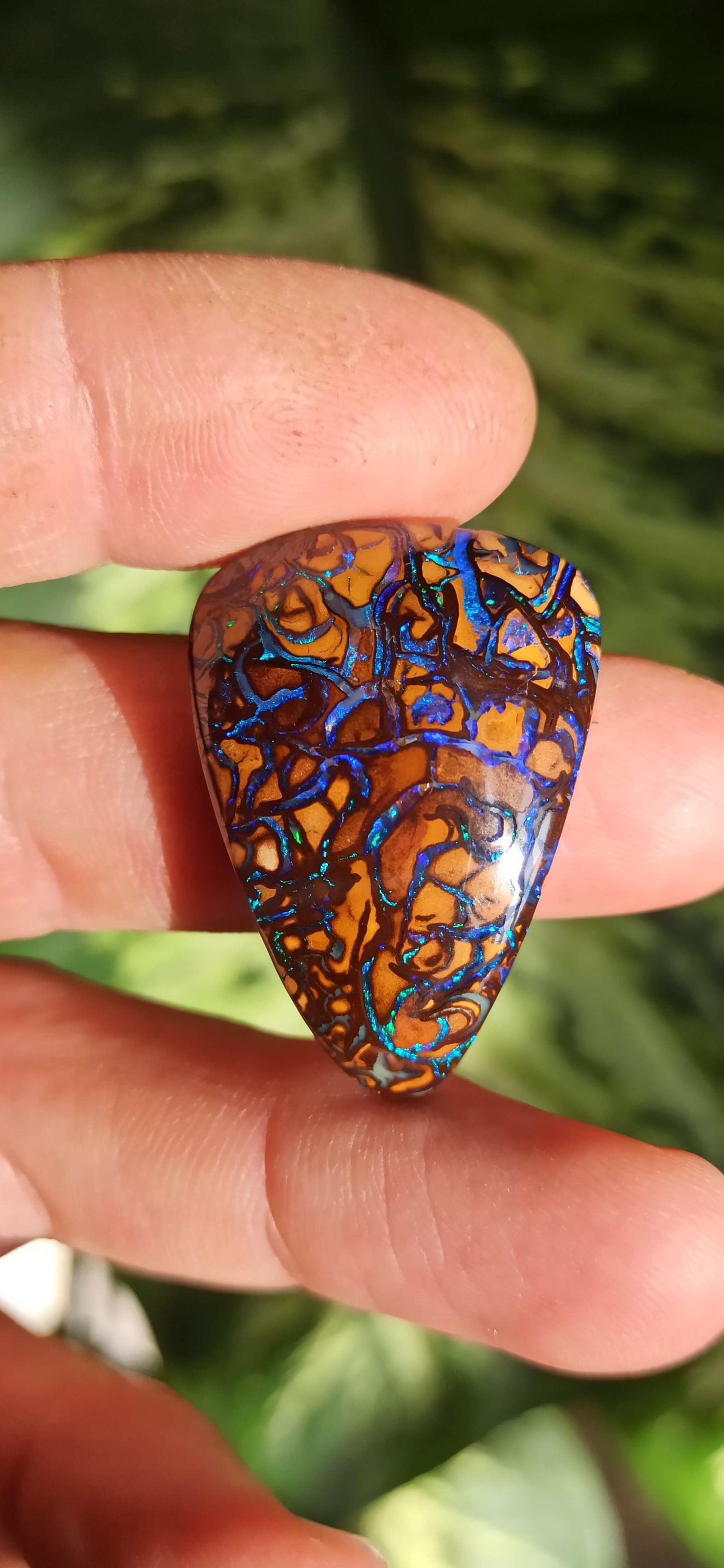 Collector Grade Yowah Nut Opal