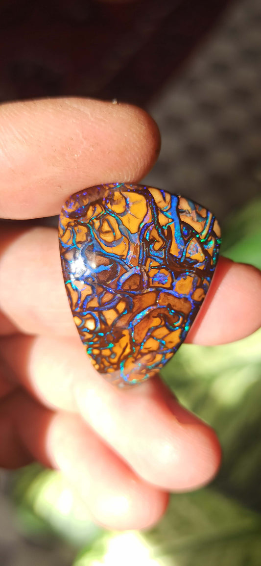 Collector Grade Yowah Nut Opal