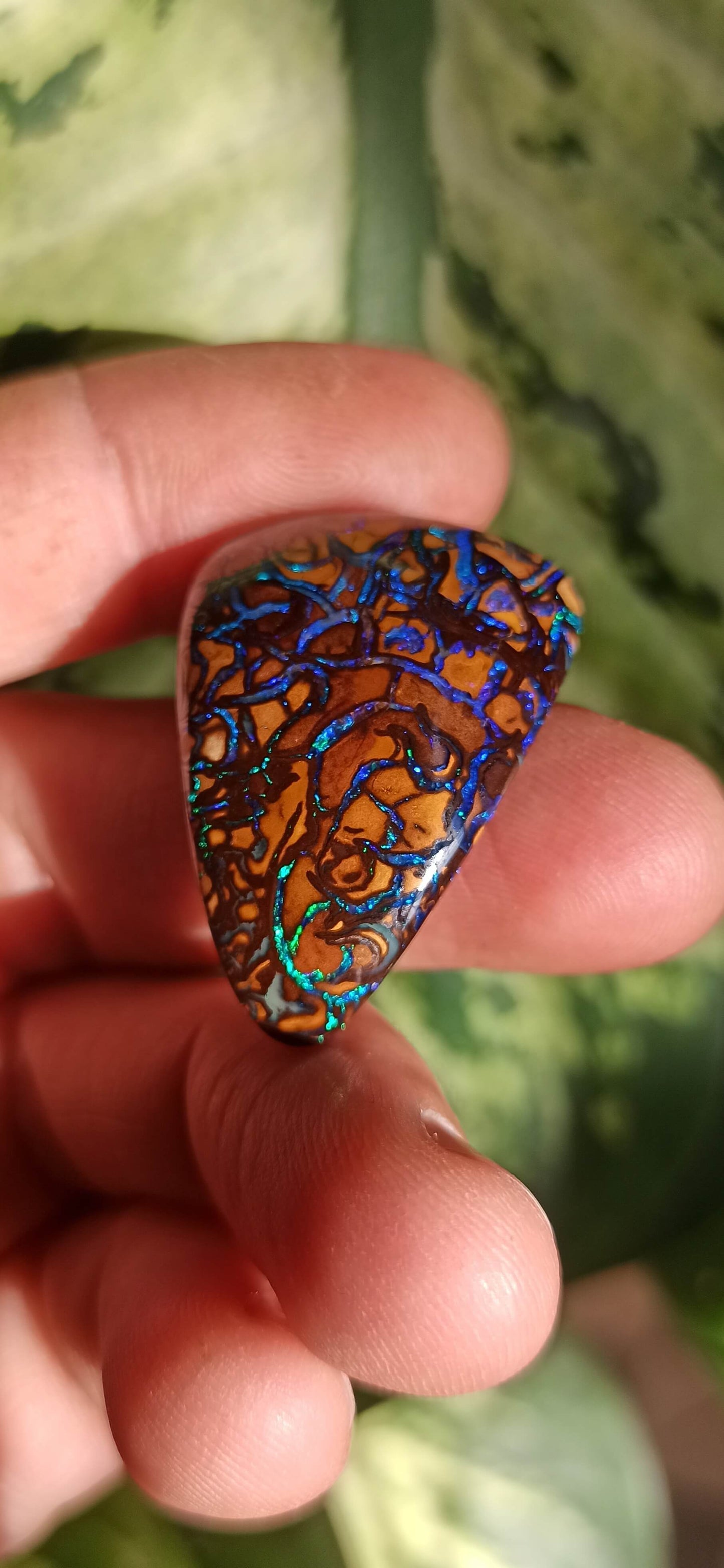 Collector Grade Yowah Nut Opal