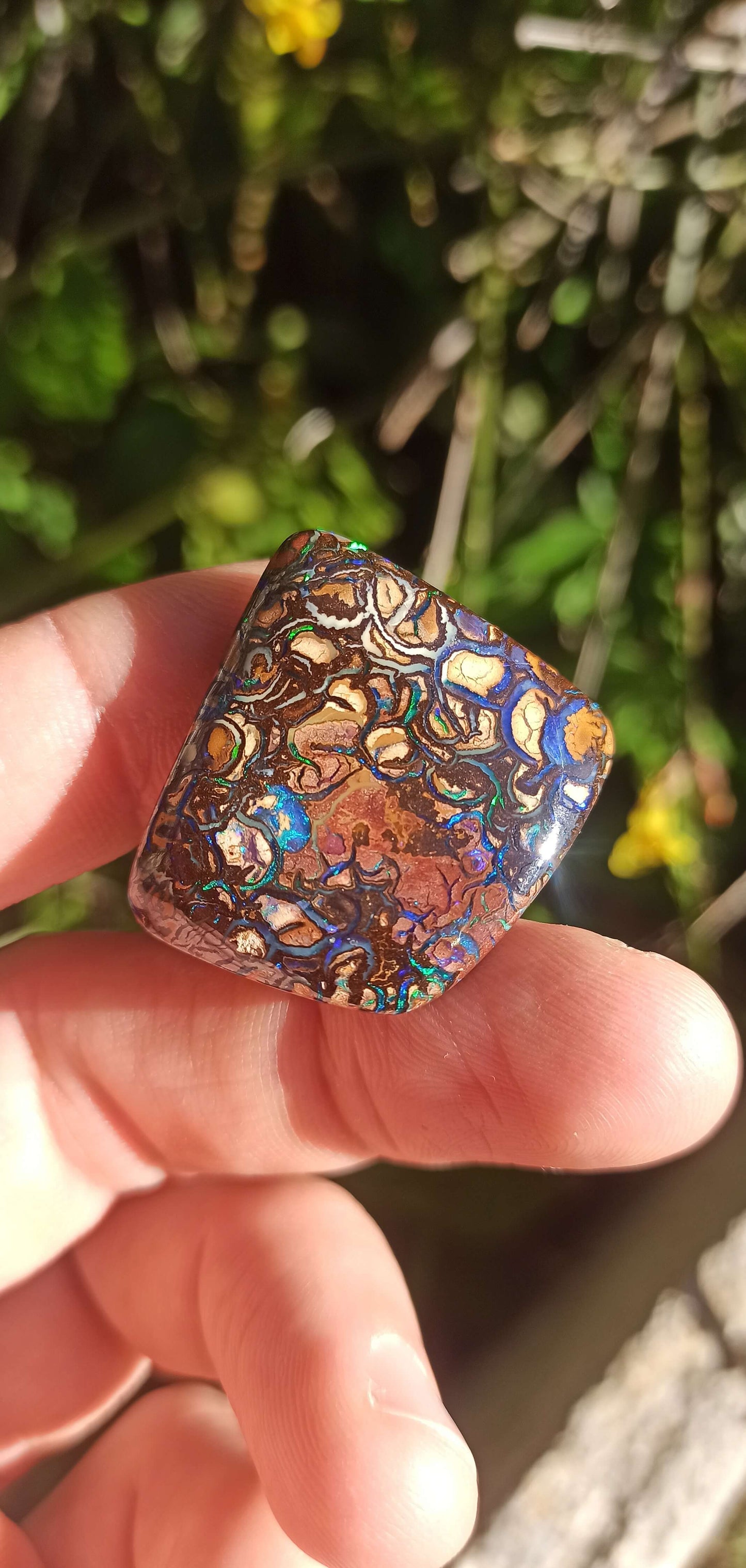 Collector Grade Yowah Nut Opal