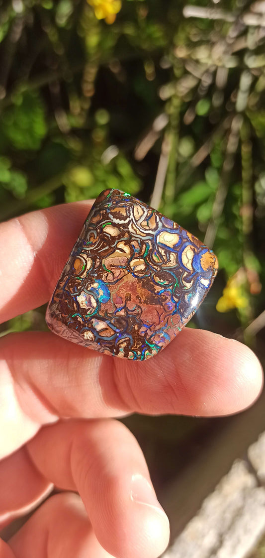 Collector Grade Yowah Nut Opal