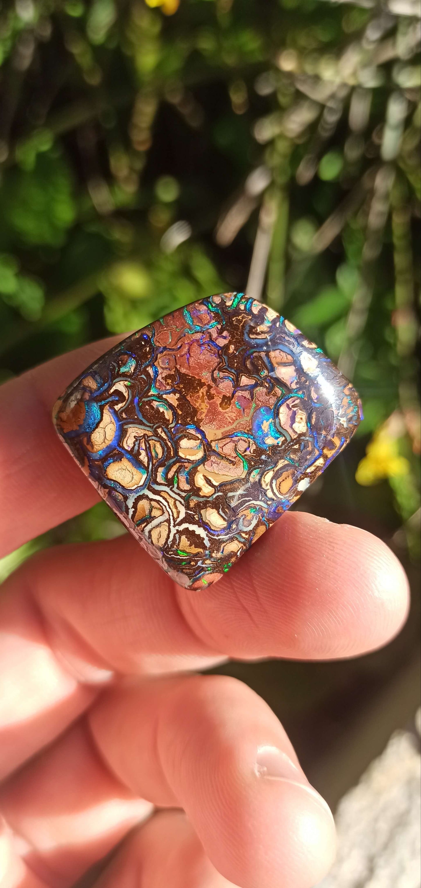 Collector Grade Yowah Nut Opal