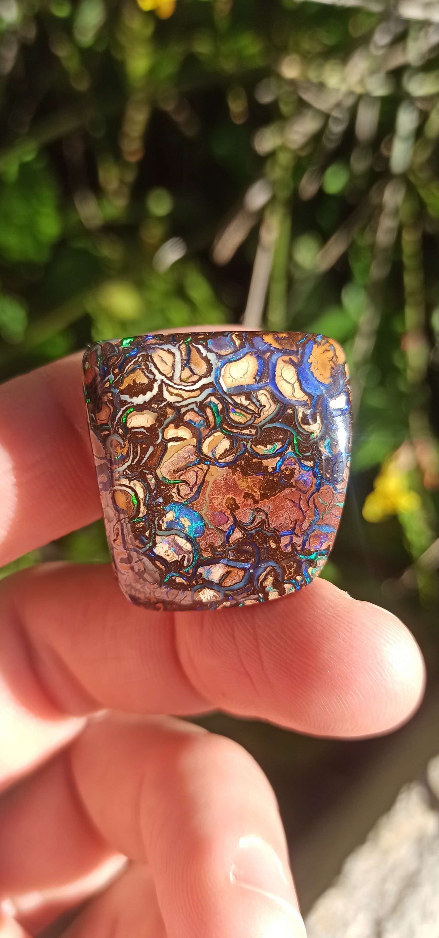 Collector Grade Yowah Nut Opal