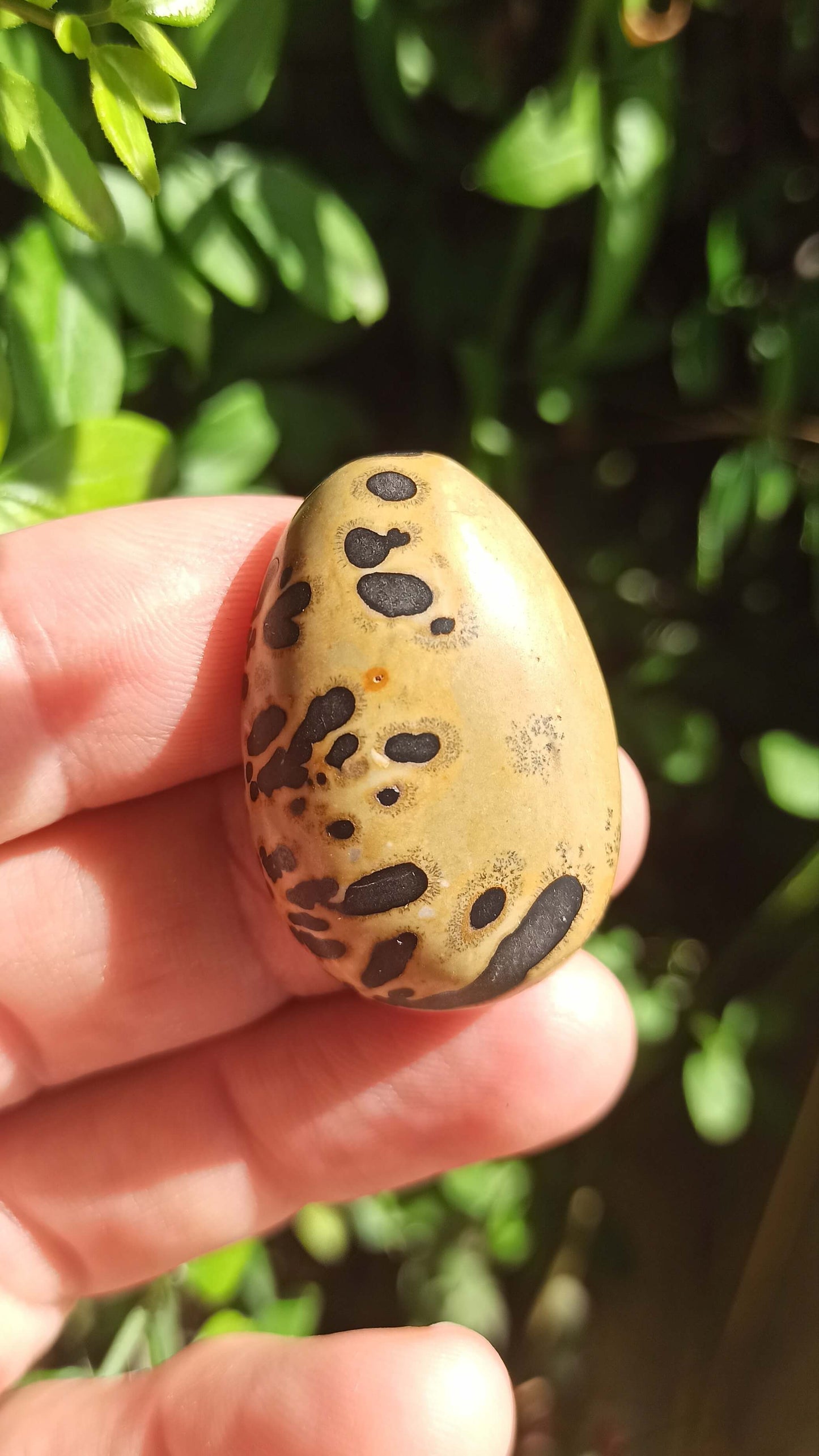Cabochon Jaspe Chohua ~ Chine 🇨🇳