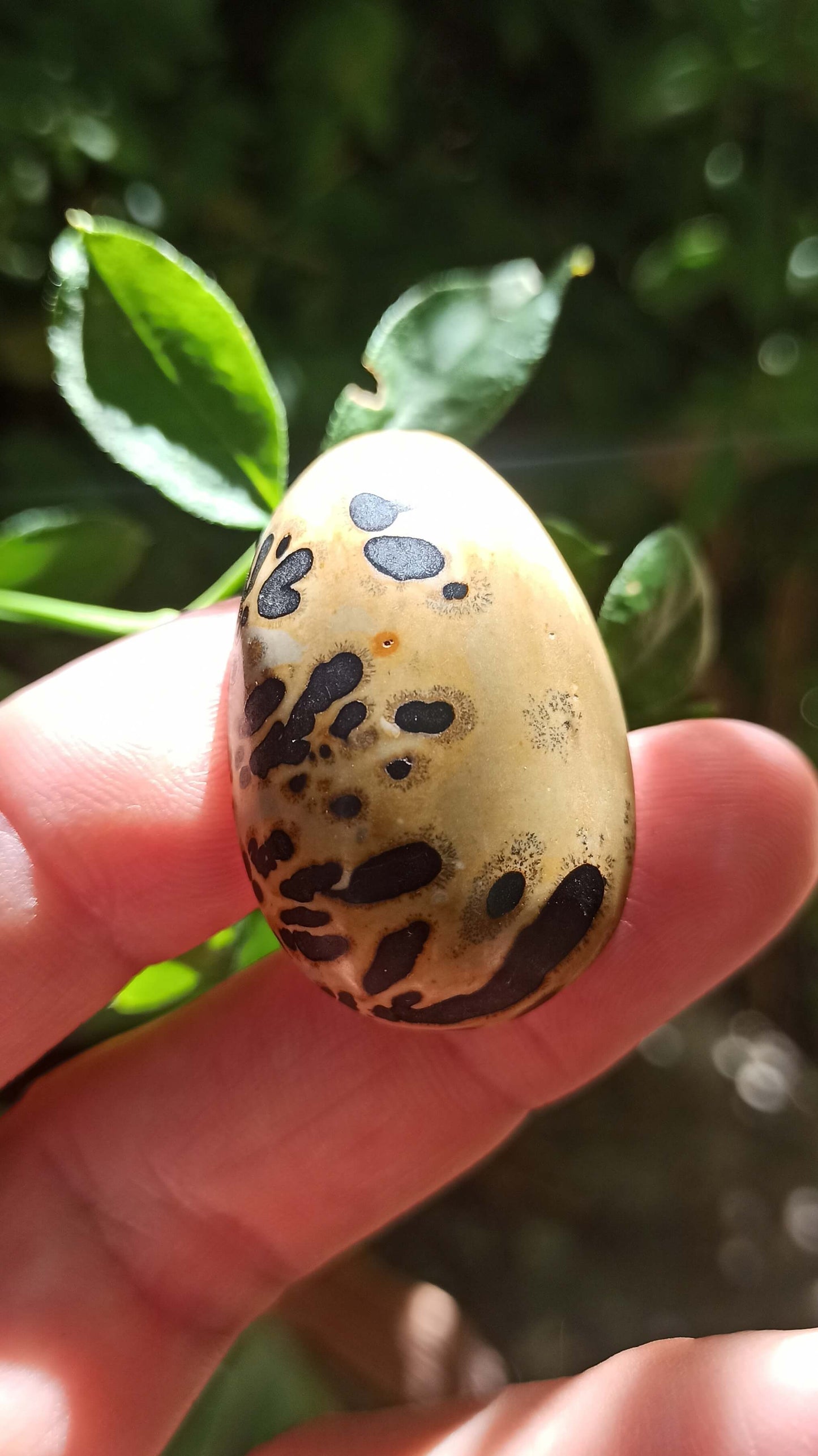 Cabochon Jaspe Chohua ~ Chine 🇨🇳