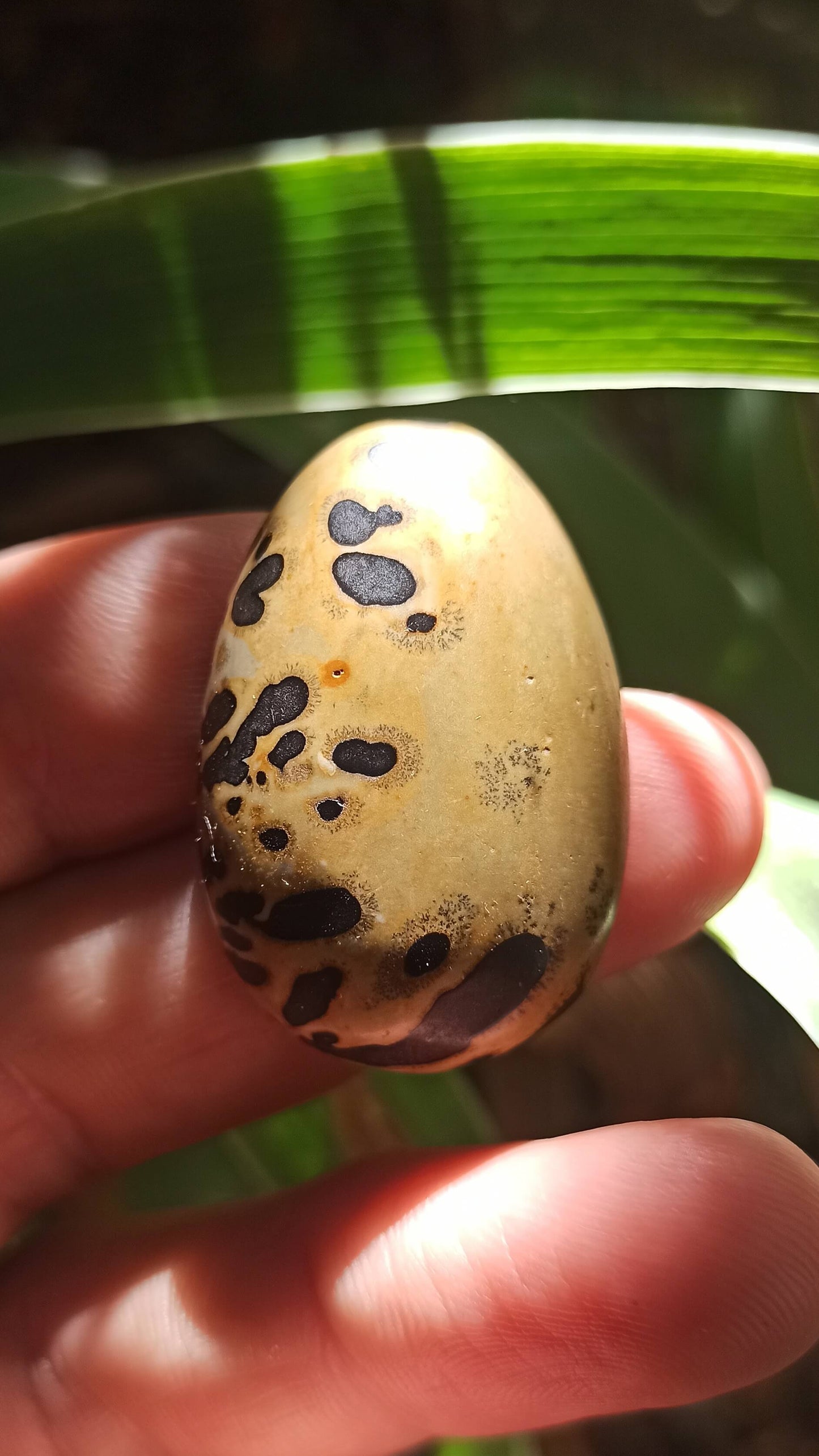 Cabochon Jaspe Chohua ~ Chine 🇨🇳