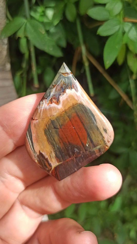 Bois Petrifié de Turquie 😍