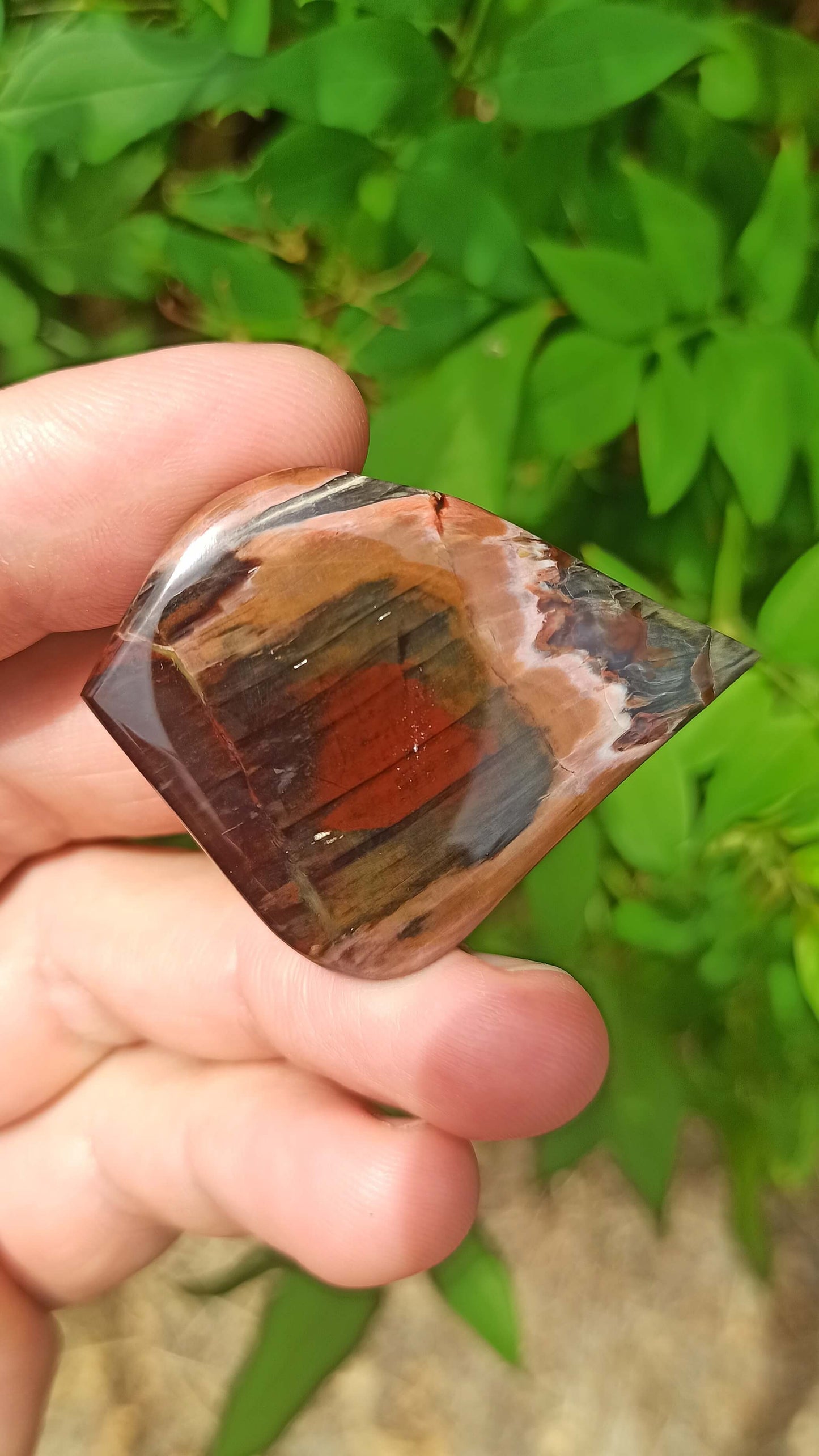 Bois Petrifié de Turquie 😍